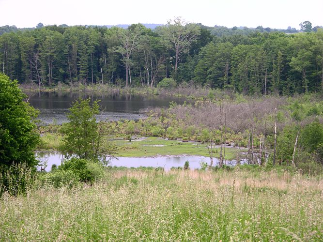 Naturpark Lauenburgische Seen – Seenlandschaft mit Wald